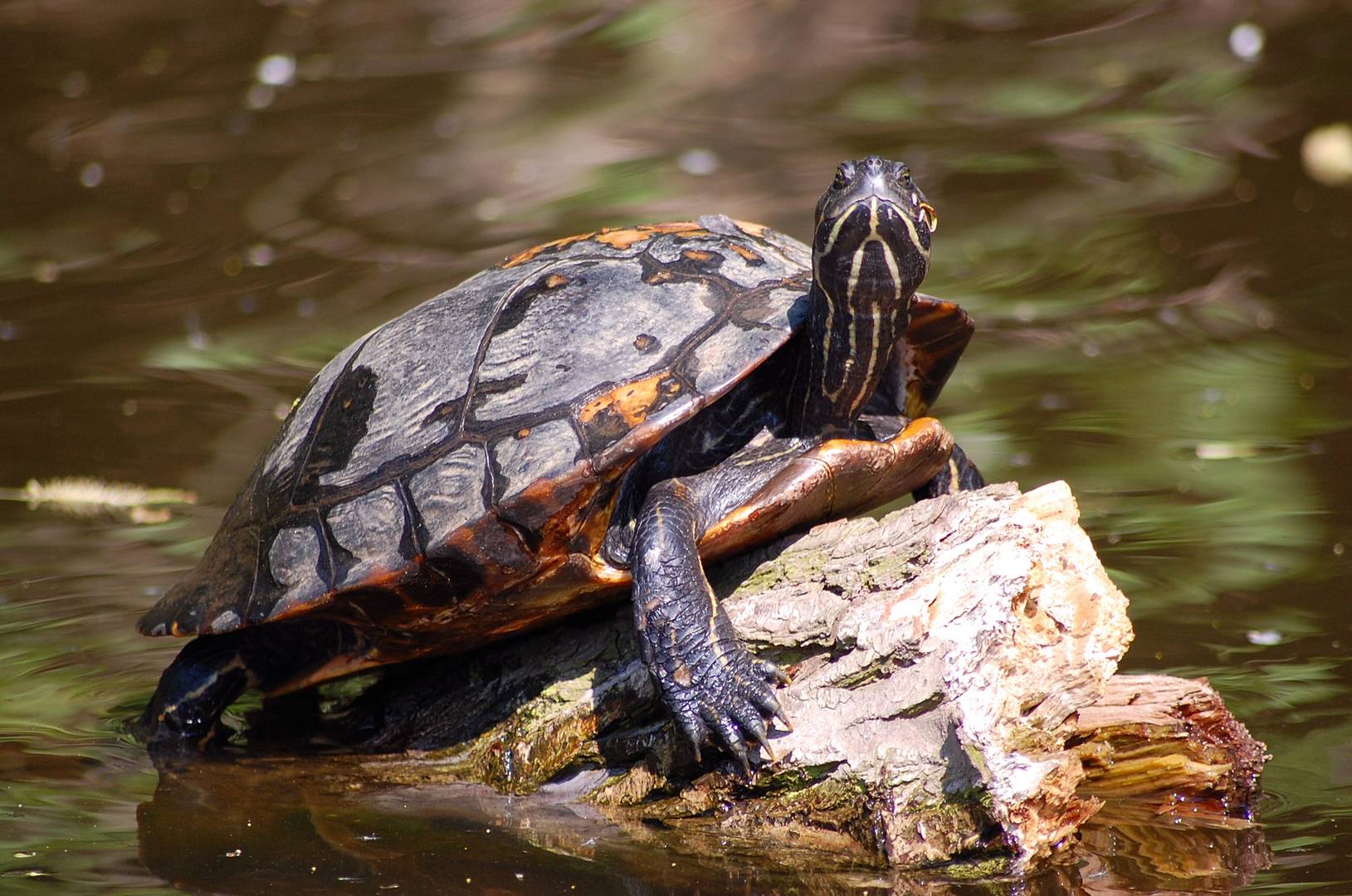 Wildlebende Schildkröte auf der Bille