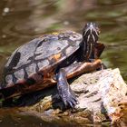 Wildlebende Schildkröte auf der Bille