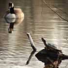 Wildlebende Wasserschildkröte