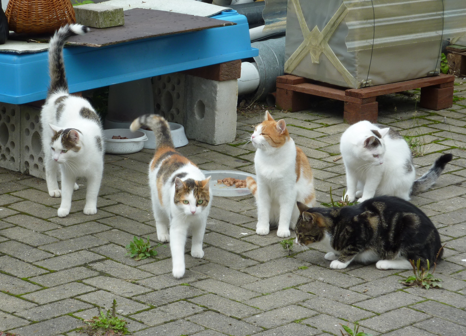 wildlebende,kastrierte Katzen.Sie werden versorgt,doch leider gibt es viele Katzenhasser!