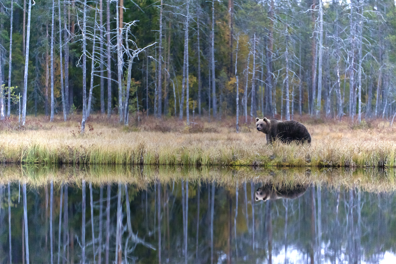 wildlebender Braunbaer, Finnland