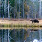 wildlebender Braunbaer, Finnland