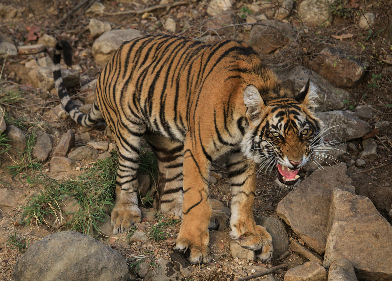 Wildlebender junger Tiger in Indien