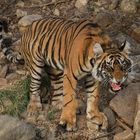 Wildlebender junger Tiger in Indien