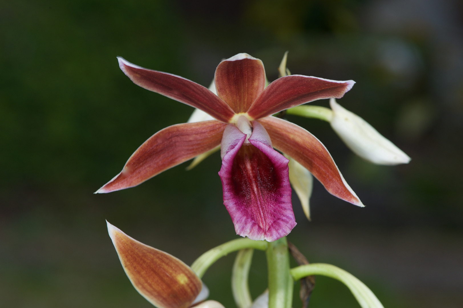 Wildlebender Orchidee aus Borneo, Sabah