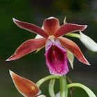 Wildlebender Orchidee aus Borneo, Sabah