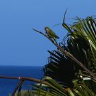 Wildlebender Papagei