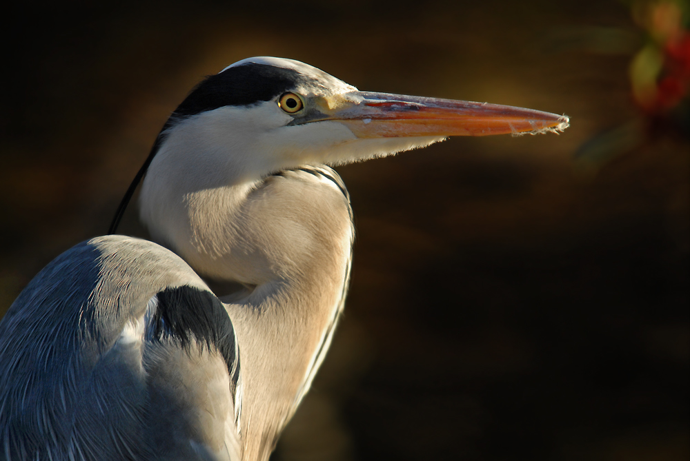 Wildlebender Reiher