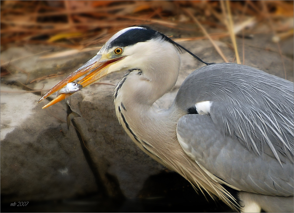 Wildlebender Reiher und sein Frühstück