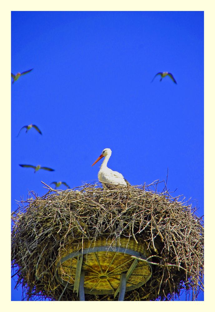 Wildlebender Storch auf Rügen