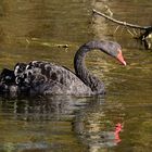 Wildlebender Trauerschwan (Cygnus atratus)