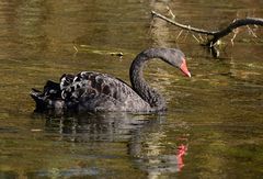 Wildlebender Trauerschwan (Cygnus atratus)