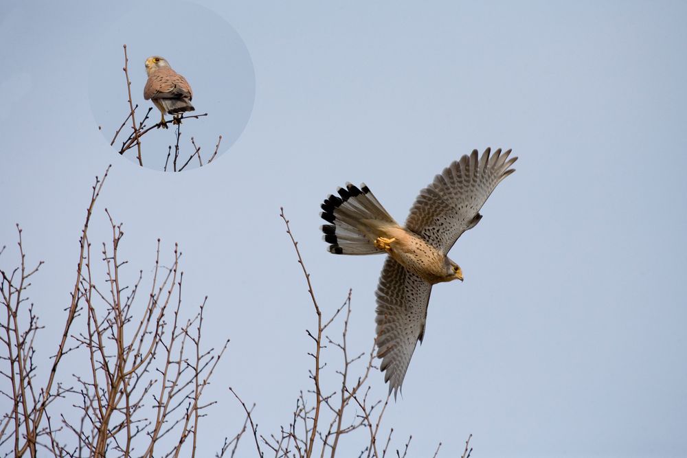 wildlebender Turmfalke, Terzel