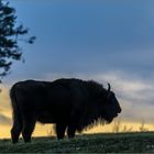 Wildlebender Wisent am Rothaarkamm