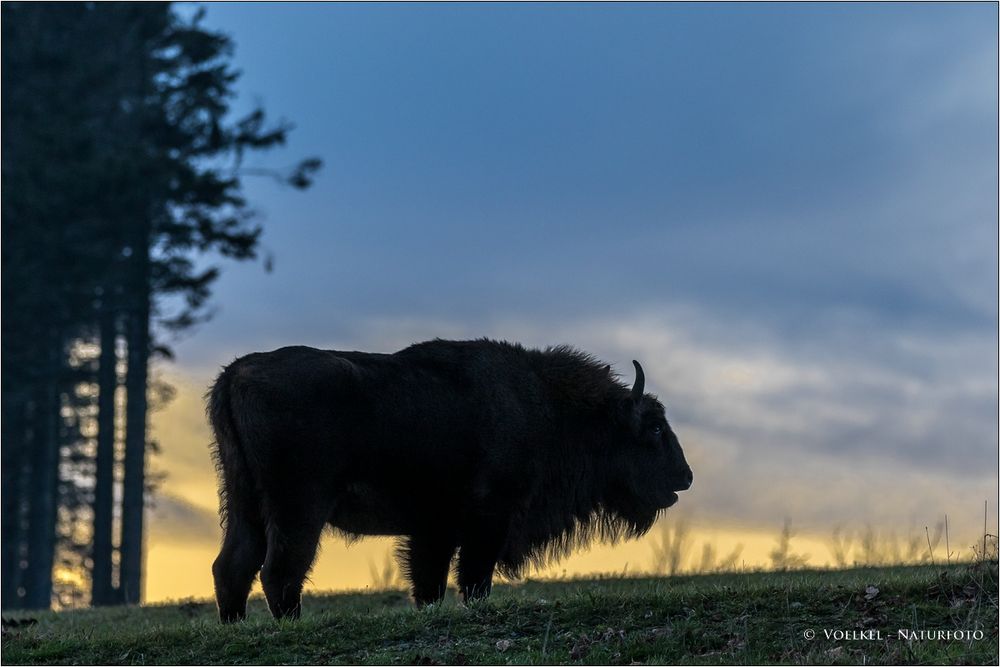 Wildlebender Wisent am Rothaarkamm