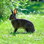 Wildlebendes Kaninchen bei uns im Garten