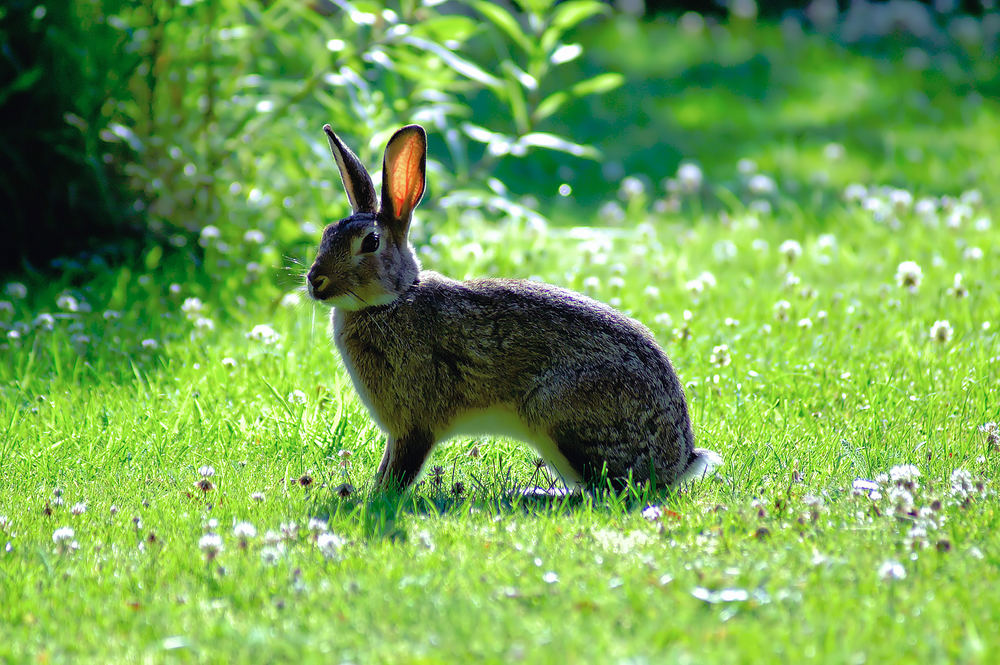 Wildlebendes Kaninchen bei uns im Garten