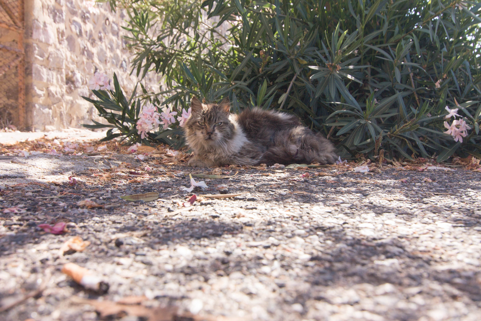 wildlebene Katze in Arborea