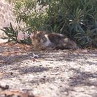 wildlebene Katze in Arborea