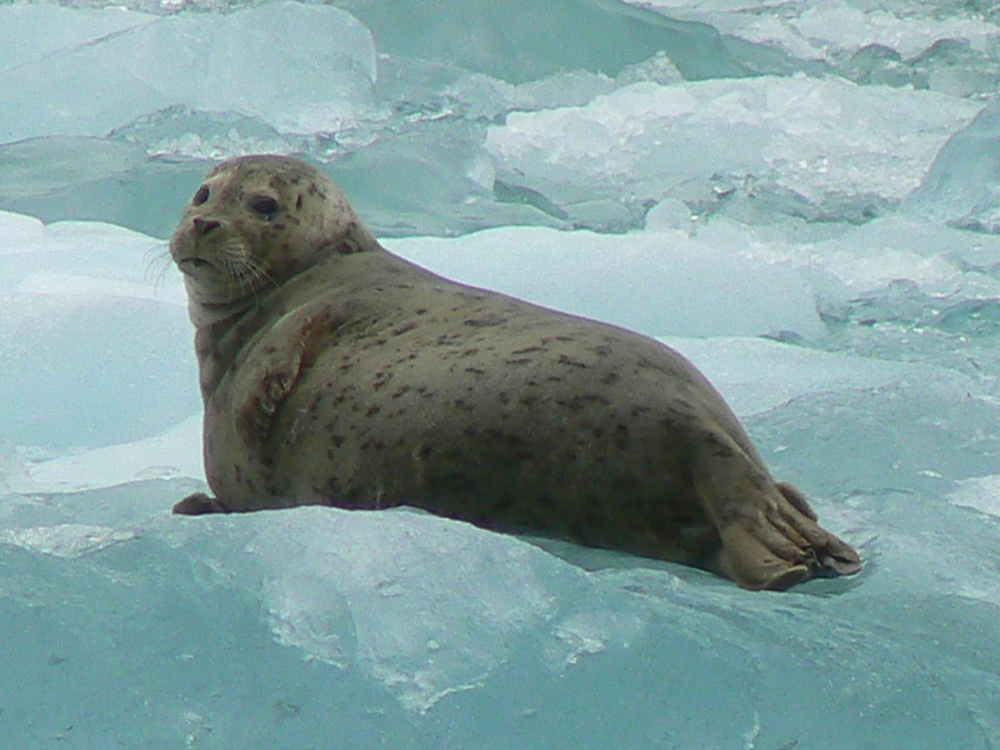 WILDLIFE (1) - ALASKA