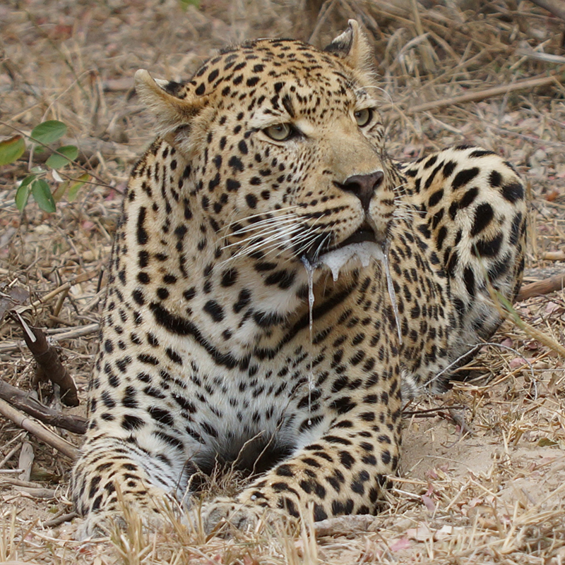 Wildlife 1 : INYATI Private Game Reserve / Sabi Sand-Südafrika