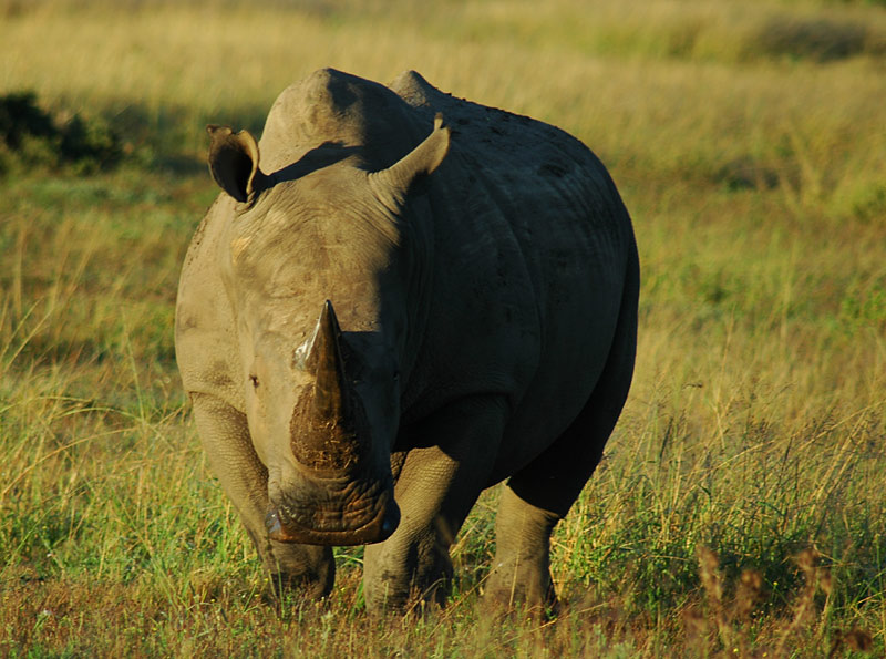 Wildlife #1 - Rhino (kommt)