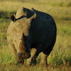 Wildlife #1 - Rhino (kommt)