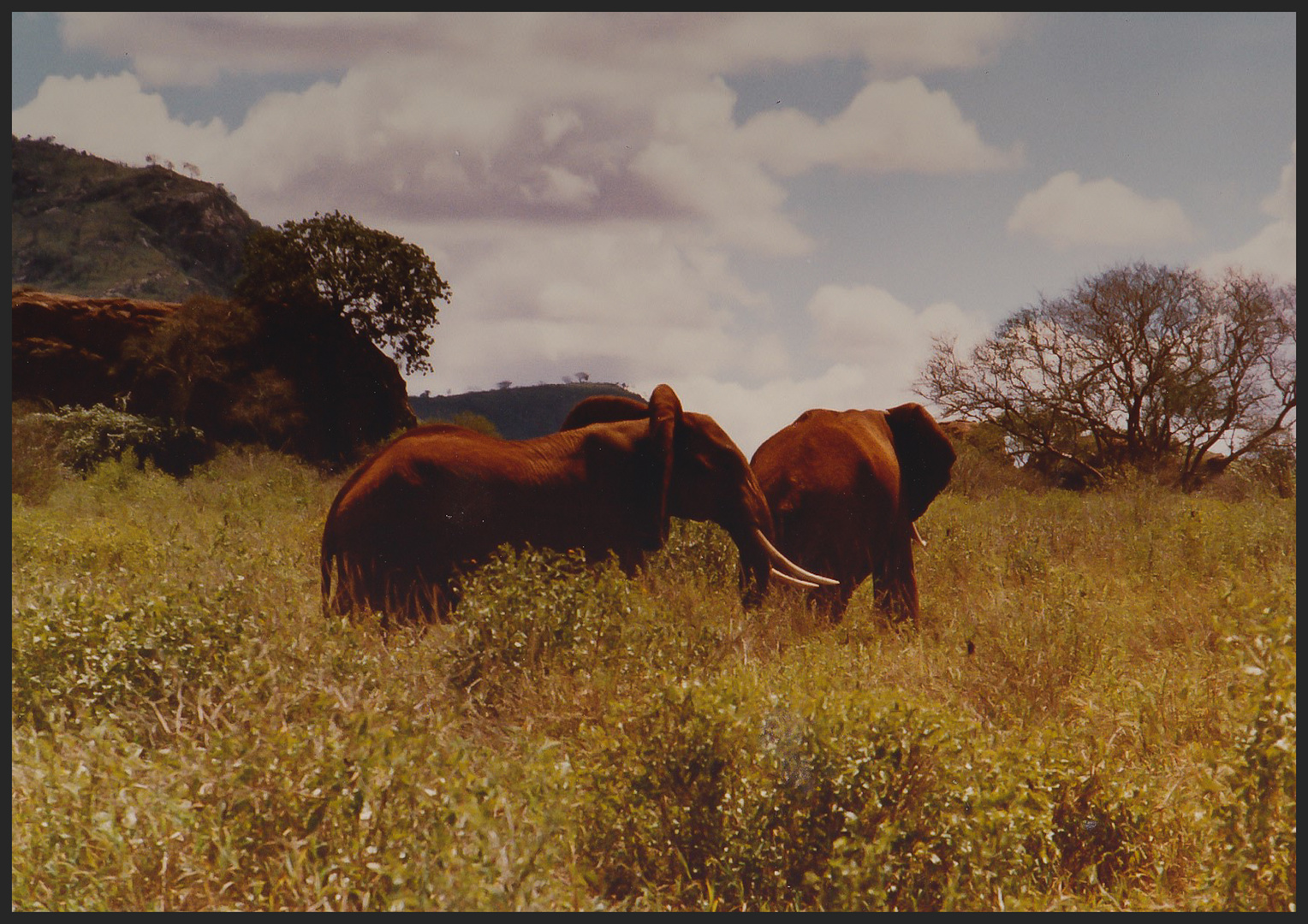 Wildlife 1981 Kenya