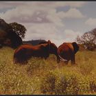 Wildlife 1981 Kenya