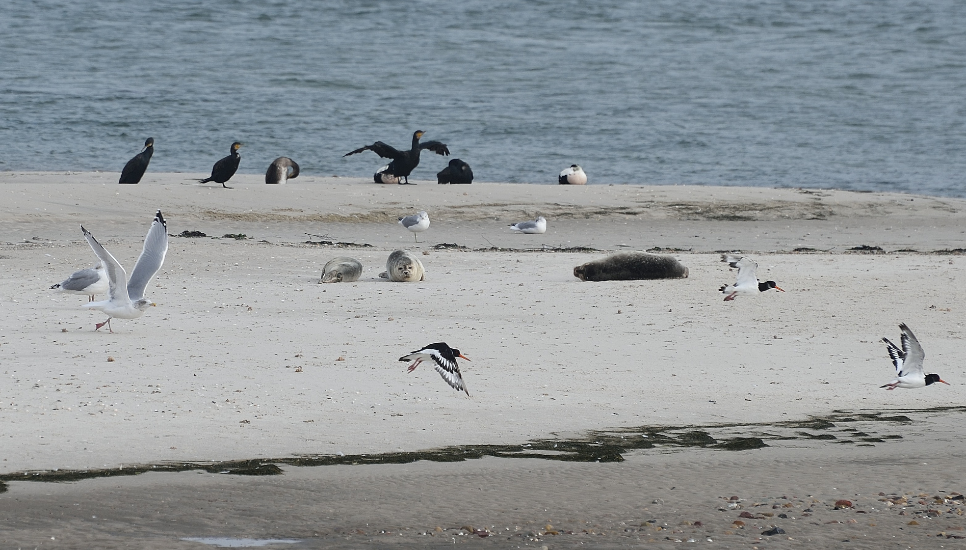 wildlife 2 / Amrum