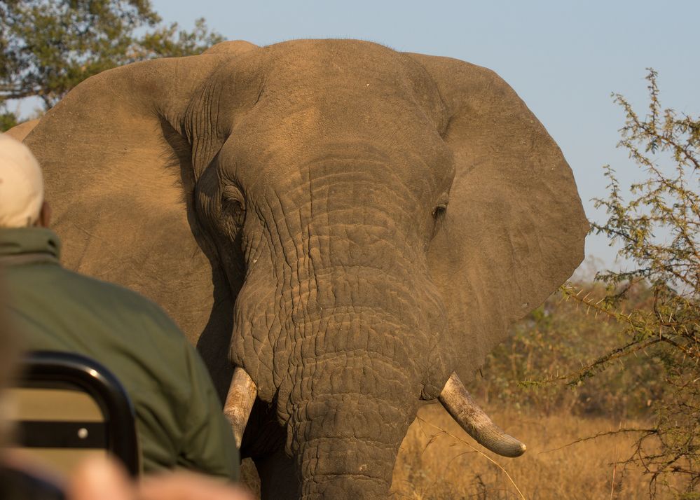 Wildlife 2 : INYATI Private Game Reserve / Sabi Sand-Südafrika