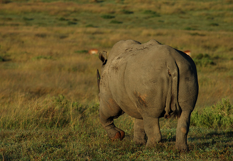 Wildlife #2 - Rhino (geht)