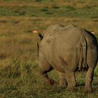 Wildlife #2 - Rhino (geht)