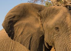 Wildlife 3 : INYATI Private Game Reserve / Sabi Sand-Südafrika