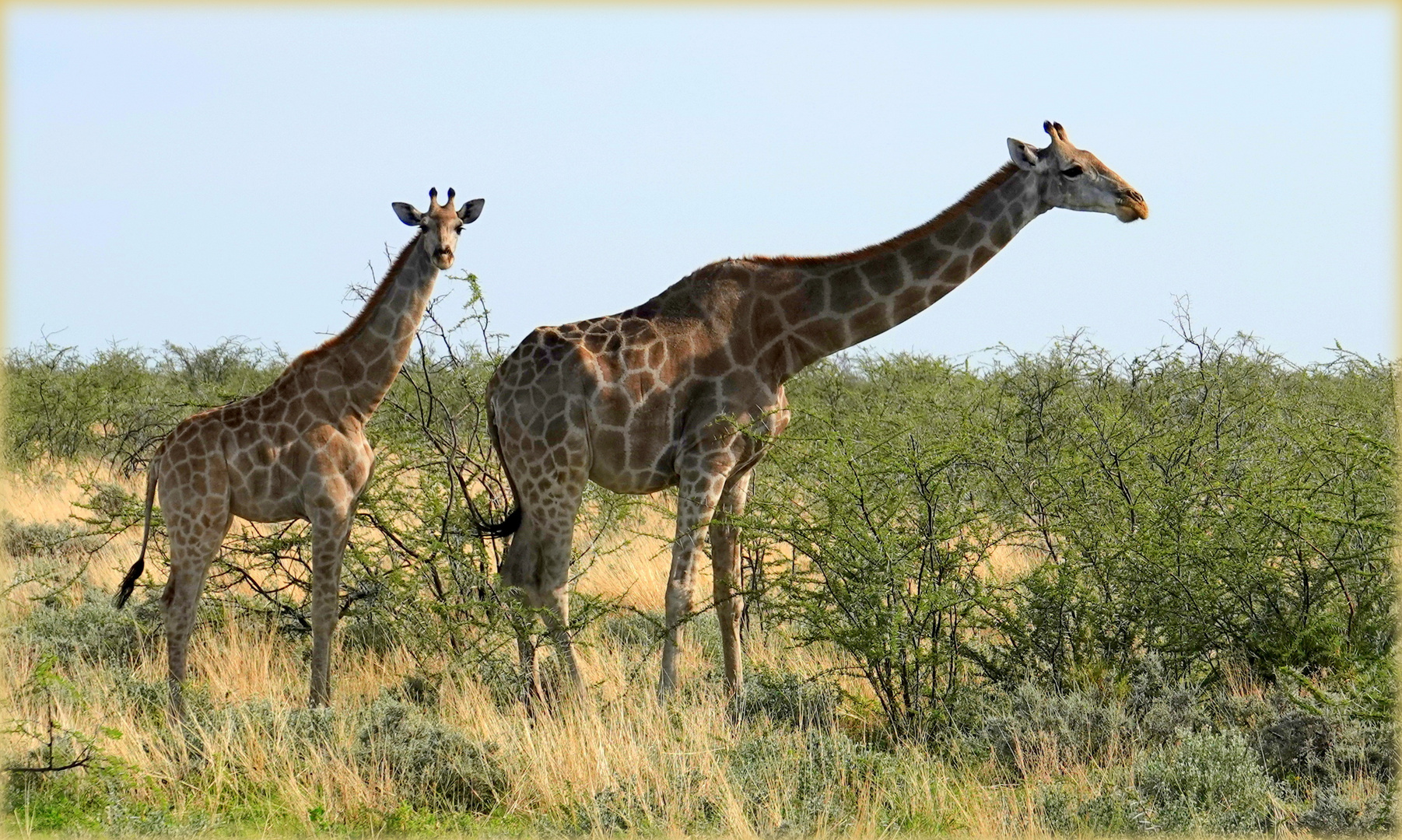 Wildlife a la Giraffe......