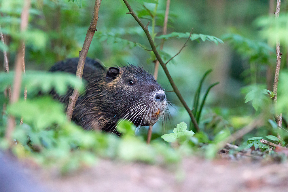 Wildlife-Abenteuer...