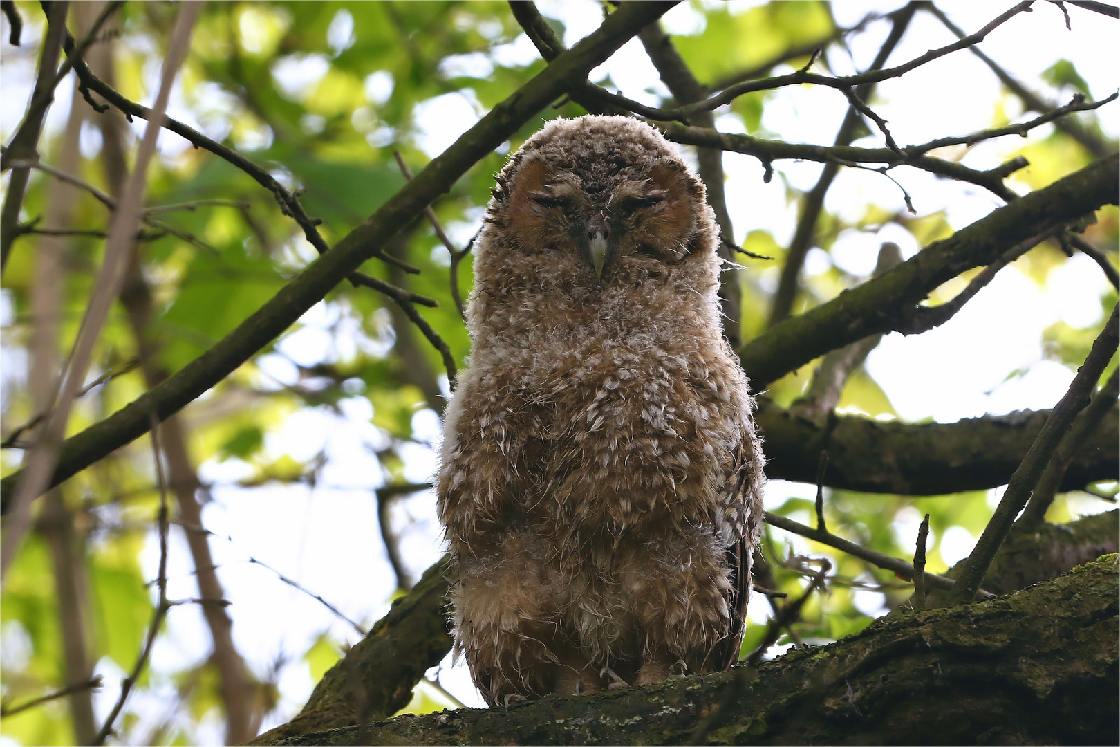 Wildlife - Ästling vom Waldkauz (Strix aluco) - Schlafmütze, Vogel des Jahres 2017! 