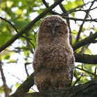 Wildlife - Ästling vom Waldkauz (Strix aluco) - Schlafmütze, Vogel des Jahres 2017! 