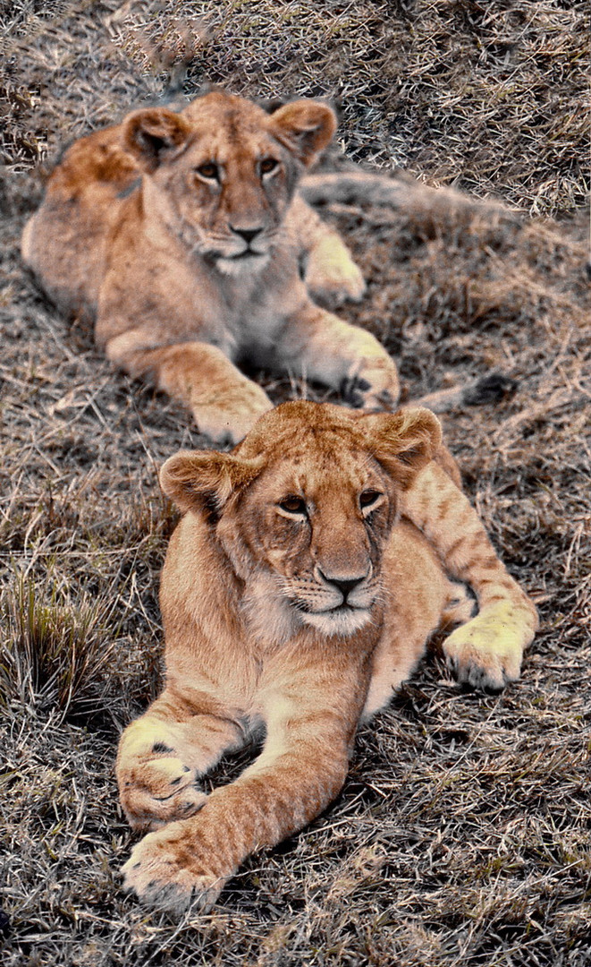 Wildlife: African Safari