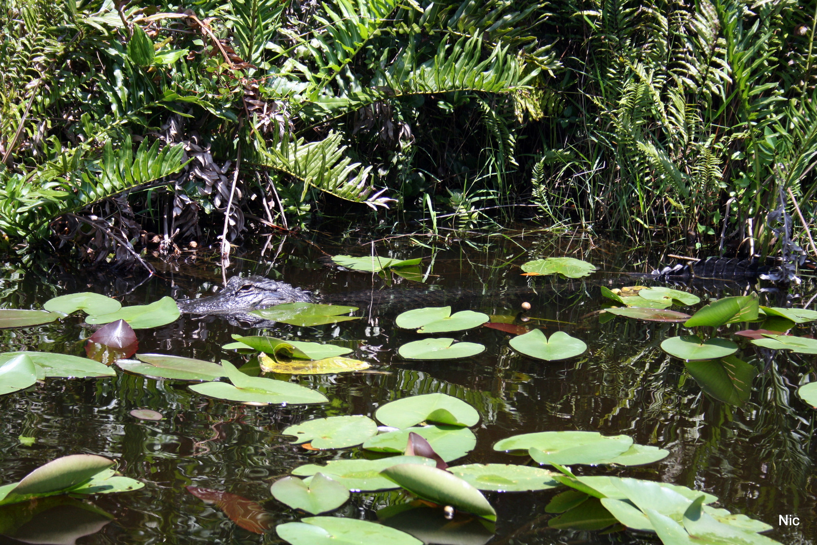 Wildlife Aligator at Everglades National Park 2012