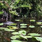 Wildlife Aligator at Everglades National Park 2012