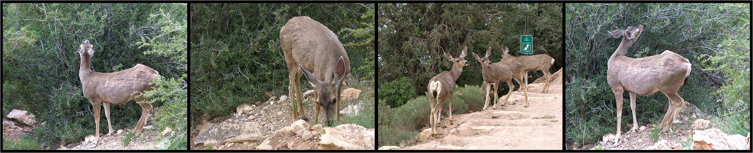 Wildlife am Grand Canyon