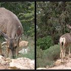 Wildlife am Grand Canyon