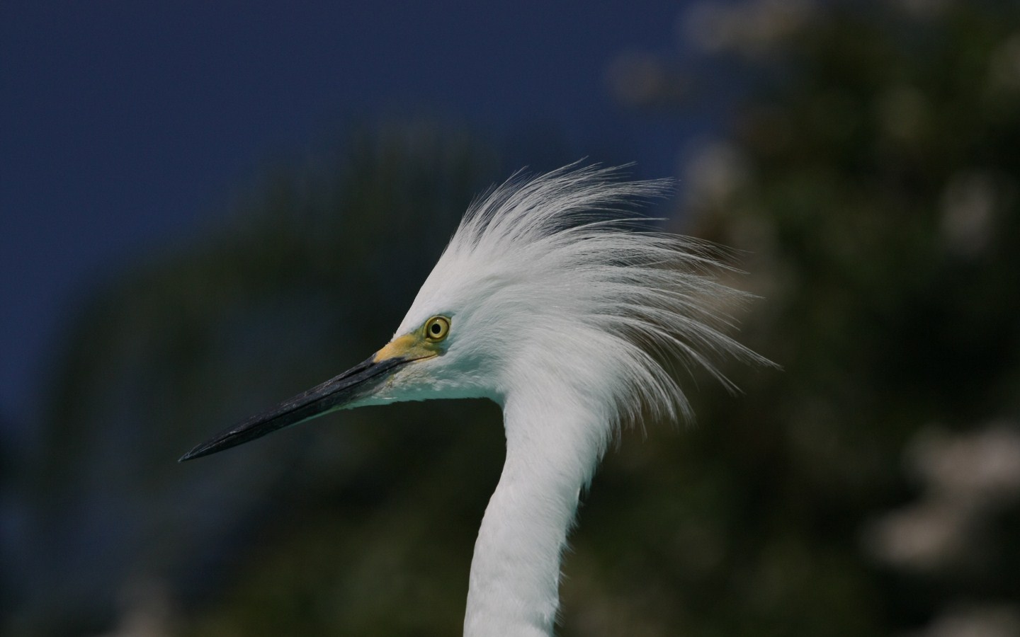 Wildlife am Kennedy Space Center Florida