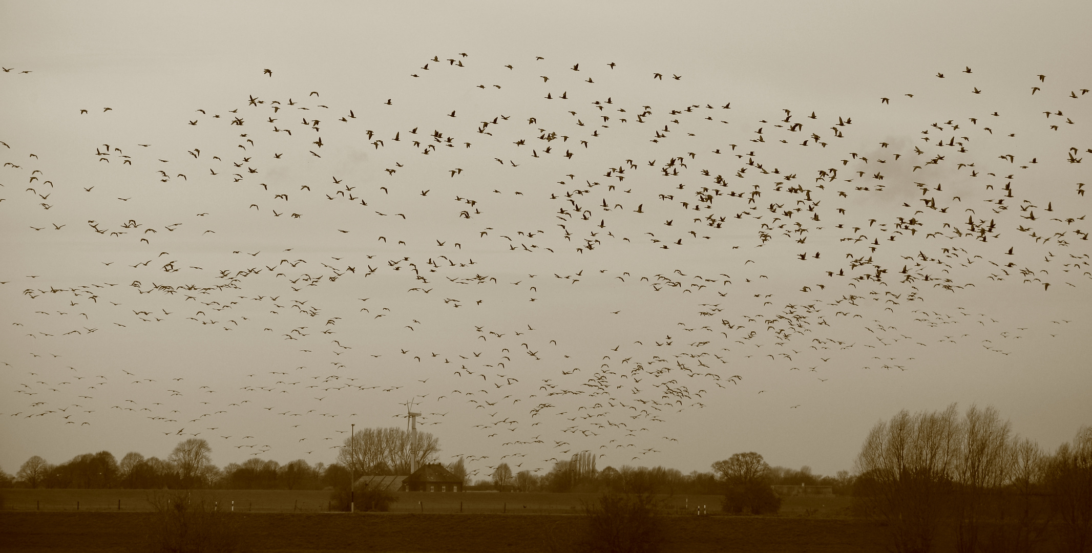 Wildlife am Niederrhein (DOKU)