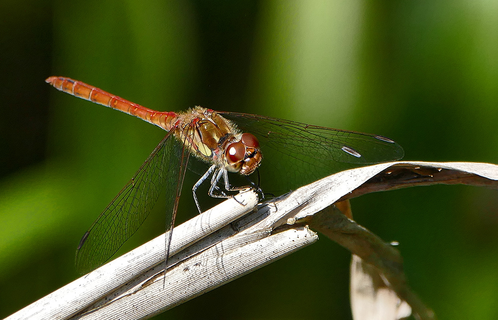 Wildlife am Schmetterlingsgarten