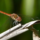 Wildlife am Schmetterlingsgarten