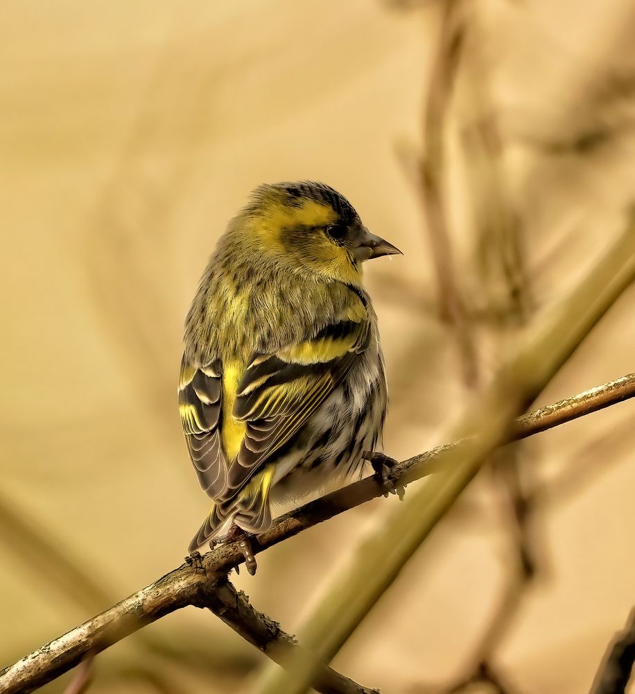 Wildlife am Weiher