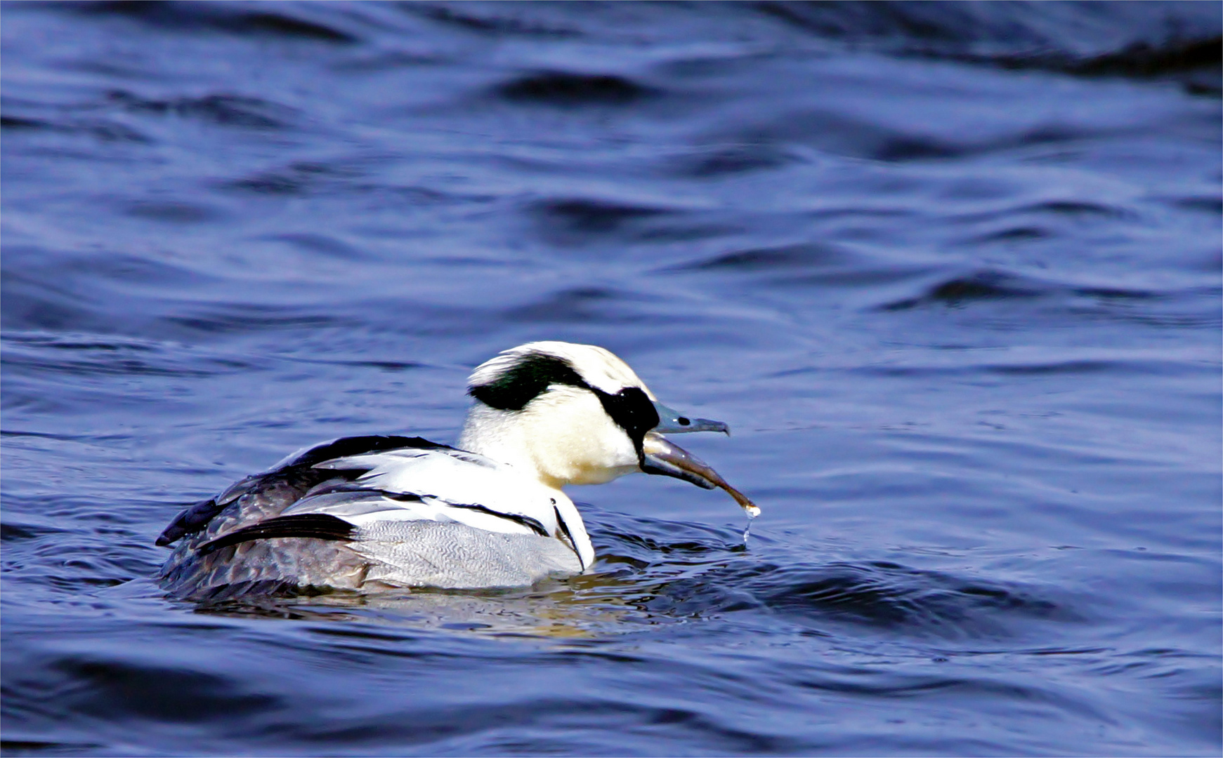 Wildlife an der Elbe..