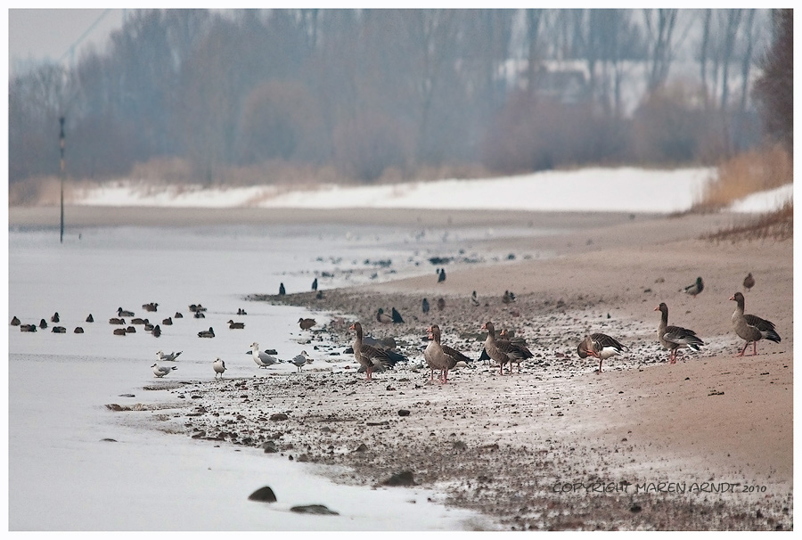 Wildlife an der Weser